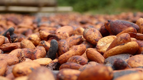 19/01/18   Le Ghana baisserait son prix au cacaoculteur en juillet  70% du cours mondial